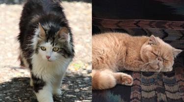 Kucing angora dan persia