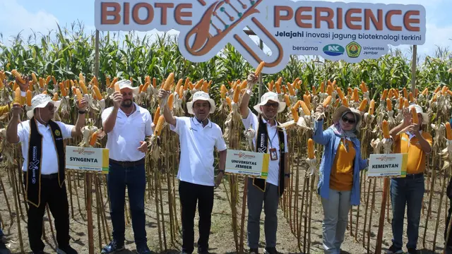 Syngenta Indonesia melakukan panen jagung bioteknologi NK Pendekar Sakti di area Agrotechnopark, Universitas Jember, Jawa Timur. (Dok Biotek)
