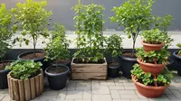8 Inspirasi Kebun Buah Mungil Tanpa Bongkar Paving, Bisa Diterapkan di Berbagai Jenis Teras Rumah