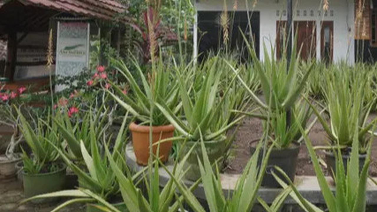 Khasiat Berbagai Jenis Lidah Buaya, dari Kesehatan Hingga Kecantikan