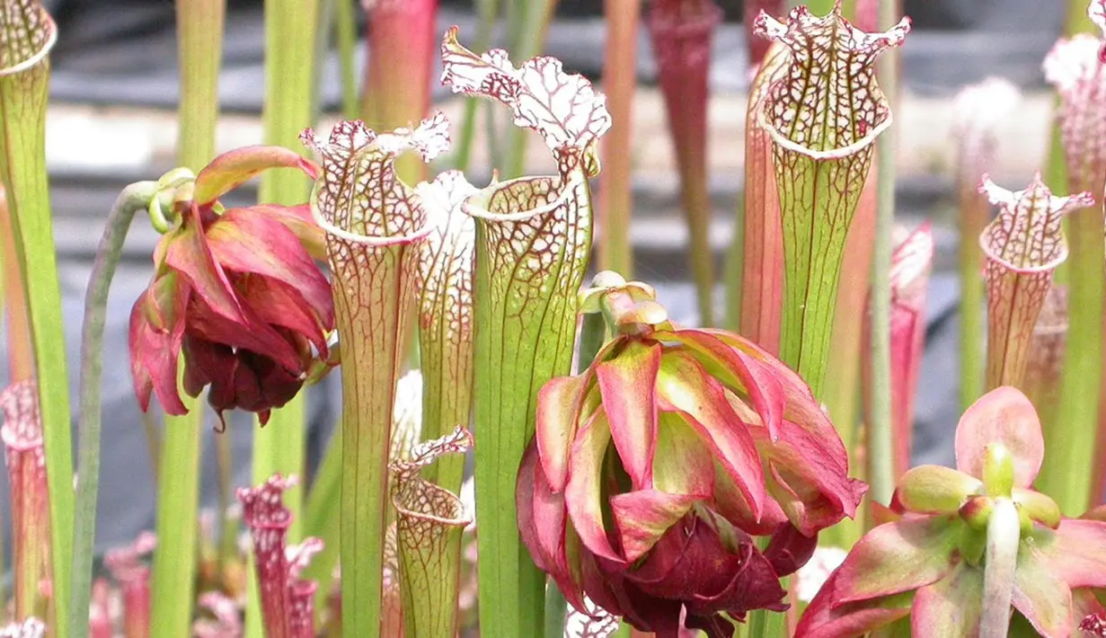 Sarracenia dikenal dengan julukan sebagai tanaman ‘kendi’ atau kendi terompet dari Amerika Utara. Untuk merayu mangsa agar masuk dalam ‘kendi’, mereka menggunakan bau, nektar dan warna. (www.growcarnivorousplants.com) 