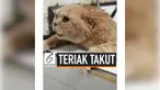 Seekor kucing tengah viral di media sosial lantaran tingkahnya saat dimandikan. Ia seperti meminta pertolongan dengan mengucapkan kata 'takut' berkali-kali.