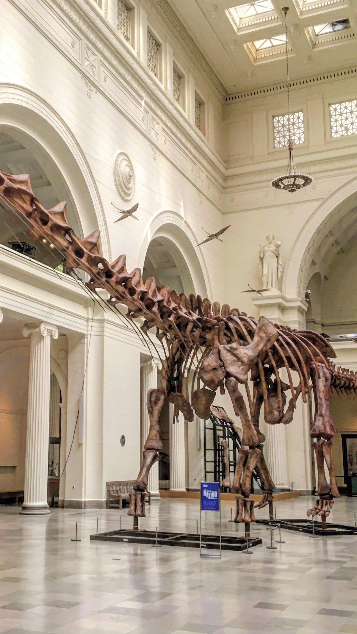 5.&nbsp;Patagotitan