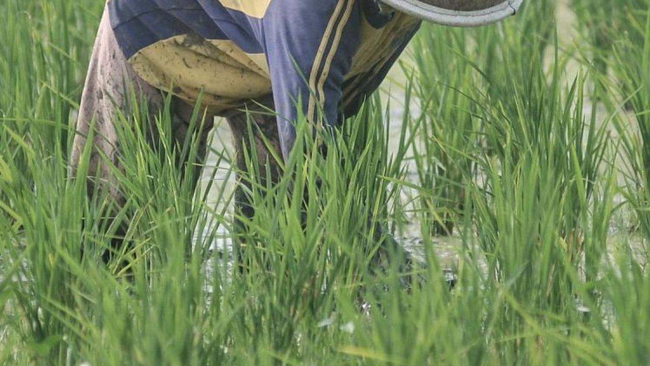 Harga Beras Naik, BPS Ungkap Fakta Soal Petani