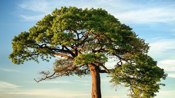 Peringati Hari Menanam Pohon Indonesia, Ini 5 Alasan Kita Membutuhkan Pohon dalam Hidup