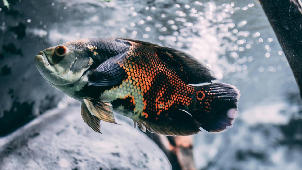 Cara Memunculkan Warna Ikan Oscar agar Cantik dan Cerah, Pecinta Ikan ...