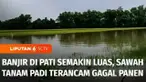 Banjir di Jawa Tengah semakin meluas. Di Kabupaten Pati banjir kini merendam sembilan kecamatan, hingga membuat sawah yang baru ditanami padi dua minggu terancam gagal panen. Sementara di Grobogan, jumlah pengungsi korban banjir terus bertambah.