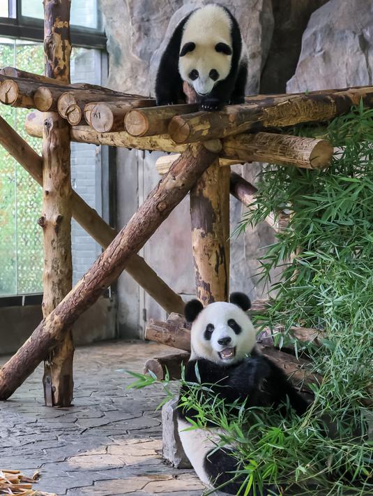 FOTO: Taman Margasatwa Shanghai Kampanyekan Pengumpulan ...