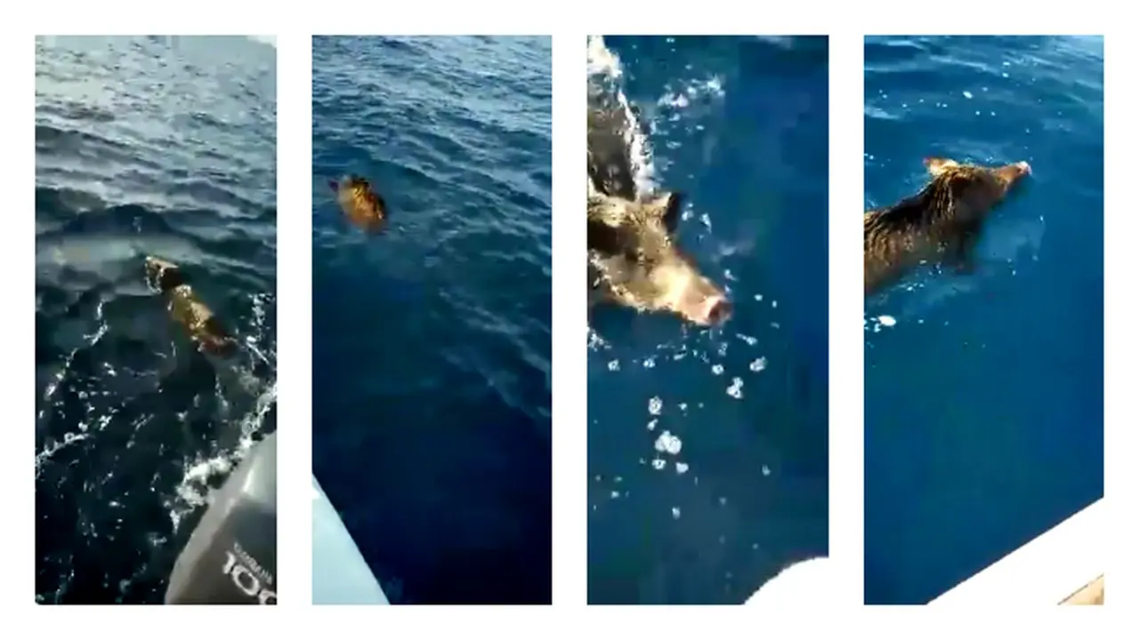 Kejutan Bagi Nelayan, Ada Babi Hutan di Tengah Laut