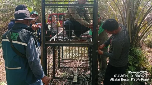 Balai Besar Konservasi Sumber Daya Alam (BBKSDA) Riau menurunkan Tim Wildlife Rescue Unit (WRU) dari Pekanbaru menuju lokasi kejadian.