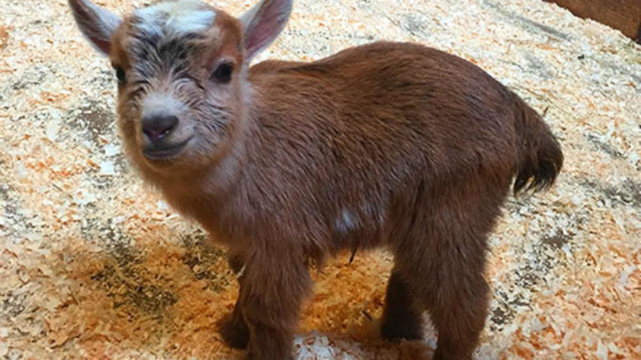 Chewbacca, Anak Kambing Kerdil yang Lucu dan Menggemaskan