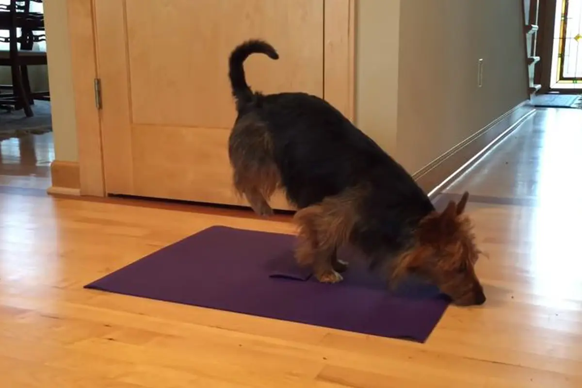 Judy, Kisah Anjing Terrier yang Pandai Lakukan Gerakan Yoga