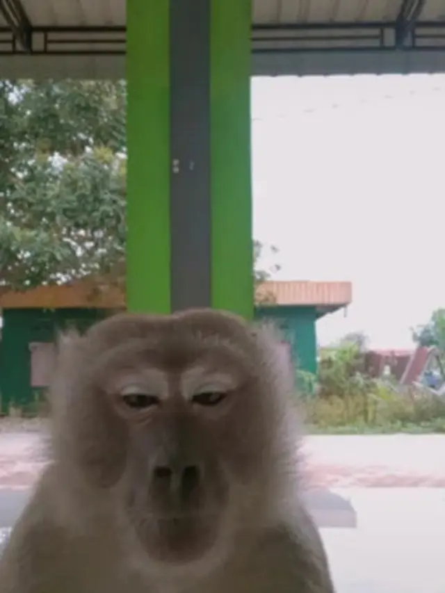 Kocak, Viral Monyet Curi Ponsel Remaja yang Sedang TikTokan