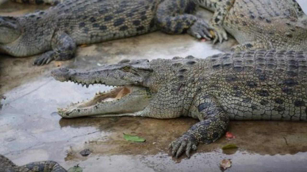 Penangkaran Buaya Terbesar di Dunia, Ada Di Sini