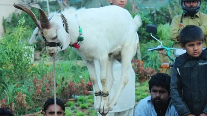 Photo: Copyright mirror.co.uk