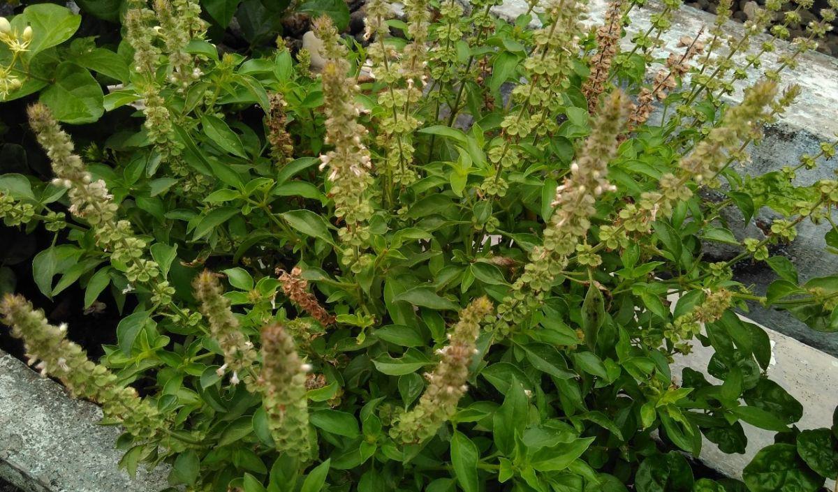 5. Kemangi: Layu dan Kehilangan Aroma
