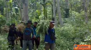 Citizen6, Aceh: 100 batang pohon ganja diamankan di Polsek Jeunib sebagai tanda bukti. (Pengirim: Dadik Junaedi)