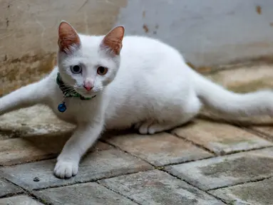 Seeekor kucing dengan warna bola mata yang berbeda (odd eye) terlihat duduk di lantai di Jakarta, 22 Juli 2018. Tak banyak yang tahu setiap 8 Agustus diperingati sebagai Hari Kucing Sedunia atau disebut juga Hari Kucing Internasional. (AFP/BAY ISMOYO)