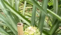 Cara Menanam Nanas Madu di Halaman Rumah ala Petani Pensiun, Praktis dan Terbukti Berhasil