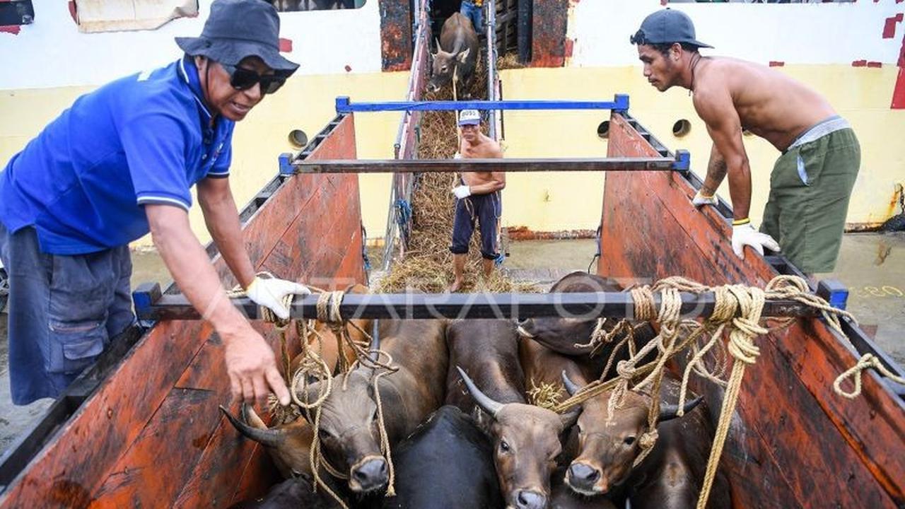 Jelang Idul Adha, Pengawasan Hewan Kurban Kalimantan Timur Diperketat