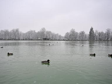 Bebek berenang saat salju turun di Taman Retiro di pusat kota Madrid (7/1/2021). Sebuah peringatan telah dikeluarkan di seluruh negeri karena badai Filomena yang menyebabkan penurunan suhu dan hujan salju yang besar di seluruh Spanyol. (AFP/Gabriel Bouys)