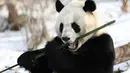 Seekor panda raksasa menyantap bambu di Rumah Panda Xining yang diselimuti salju di Xining, ibu kota Provinsi Qinghai, China barat laut, pada 21 November 2020. (Xinhua/Wu Gang)