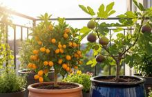 Ciri-Ciri Warna Daun Jadi Tanda Rasa Buah Manis dan Enak