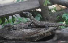 Konservasi Komodo Surabaya: Dari Kandang KBS Menuju Jalan Pulang ke Alam Liar