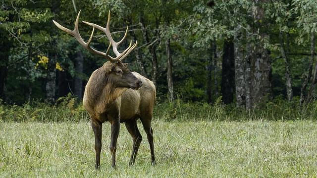 Ilustrasi rusa jantan