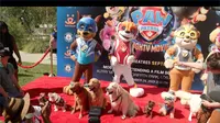 Sebanyak 219 ekor anjing ikut nonton bareng dalam acara skrining film “PAW Patrol: The Mighty Movie” di Los Angeles, Amerika Serikat (AS), Minggu (24/9/2023). (Twitter/@PAWPatrolMovie)