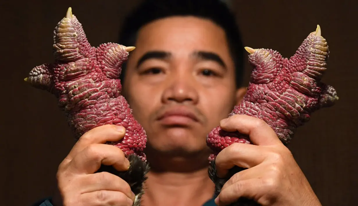 Peternak unggas Le Van Hien memegang kaki ayam Dong Tao di peternakannya di Provinsi Hung Yen, Vietnam, 10 Januari 2023. Kaki ayam Dong Tao yang besar dianggap sebagai makanan lezat dan merupakan hidangan sangat populer di kalangan orang kaya selama tahun baru Vietnam atau Tet. (Nhac NGUYEN/AFP)