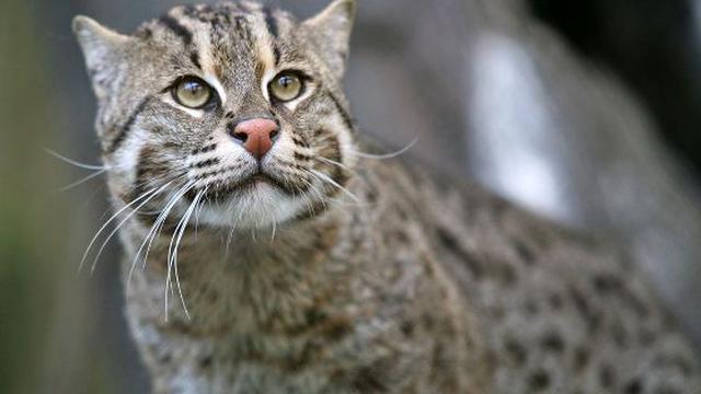 7 Jenis Kucing Paling Langka di Dunia