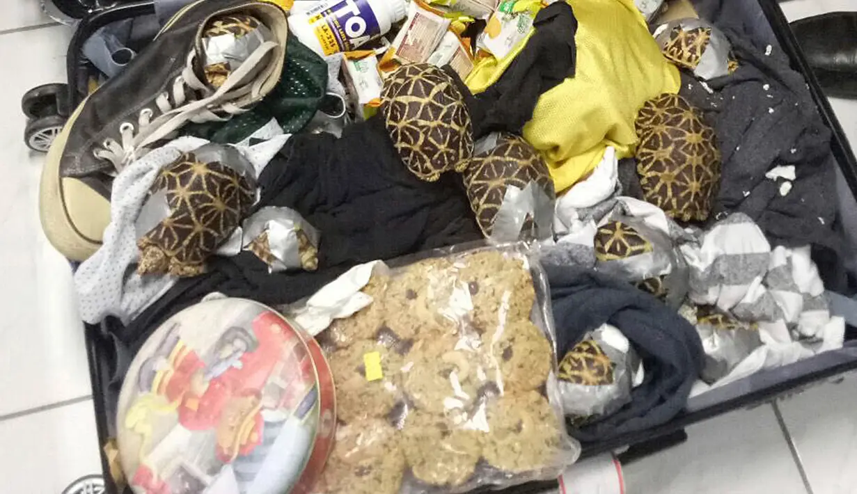 Biro Kepabeanan Filipina menunjukkan kura-kura yang ditemukan dalam kondisi terikat lakban di dalam koper pada konferensi pers di bandara Manila, 3 Maret 2019. Kura-kura itu diketahui dibawa dalam penerbangan dari Hong Kong. (Bureau of Customs via AP)