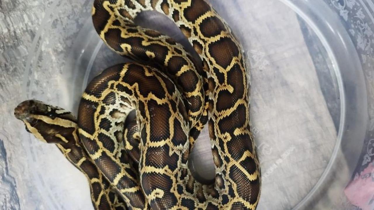 Kementerian Kehutanan Gagalkan Penyelundupan Reptil ke Dubai