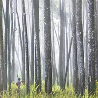 Hutan Pinus Tasnan, Bondowoso, Jawa Timur. (pikowchan/Instagram)