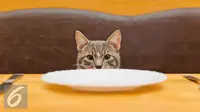 12 Cara Meningkatkan Nafsu Makan Kucing, Bikin Sehat dan Lincah