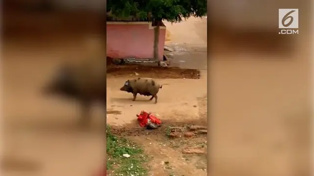 Nahas betul nasib Bibi Jan, wanita paruh baya asal India. Jan diserang dua babi saat pulang dari tempat bekerja.
