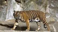 Harimau sumatra memiliki ukuran paling kecil diantara jenis-jenis harimau lainnya (foto: Wikimedia/Captain Herbert)
