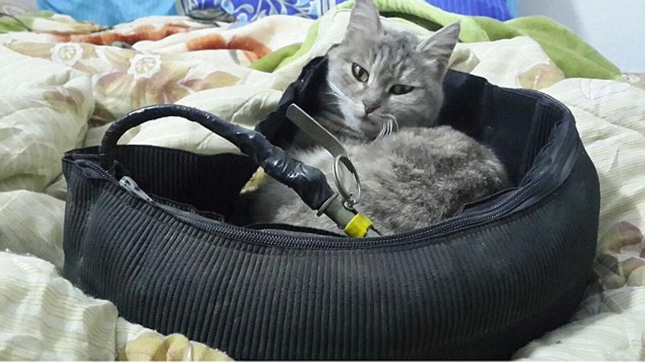 Pesan Rahasia di Balik Gambar Kucing ISIS