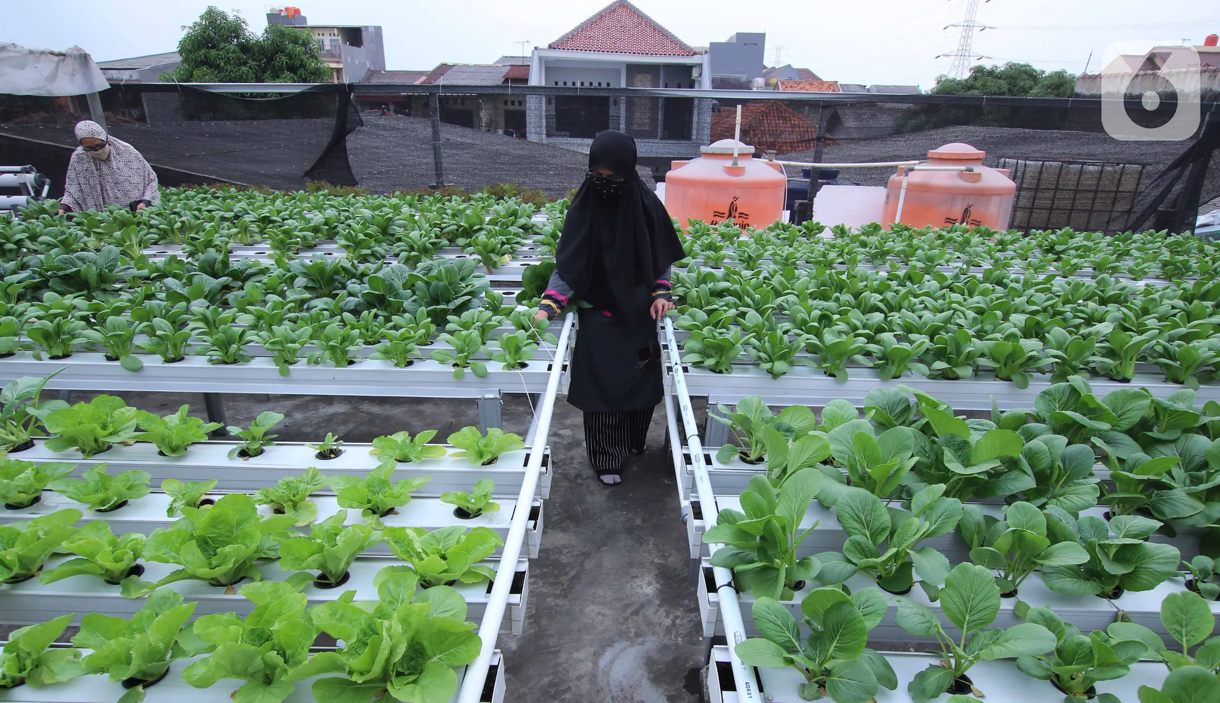 Warga merawat sayuran yang ditanam menggunakan metode hidroponik di atap rumahnya di Ciledug, Kota Tangerang, Banten, Sabtu (24/10/2020). Atap rumah dimanfaatkan untuk budi daya sayuran hidroponik guna menambah pendapatan dan tetap produktif di masa pandemi COVID-19. (Liputan6.com/Angga Yuniar)