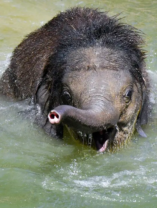 Bayi gajah Ben Long berendam di kolam berukuran besar saat suhu mencapai 35 derajat di kebun binatang di Leipzig, Jerman, Rabu (24/7/2019). Suhu tinggi ini terjadi di tengah ancaman gelombang panas kedua yang diprediksi melanda Eropa Barat. (Photo by Jens Kalaene / dpa / AFP)