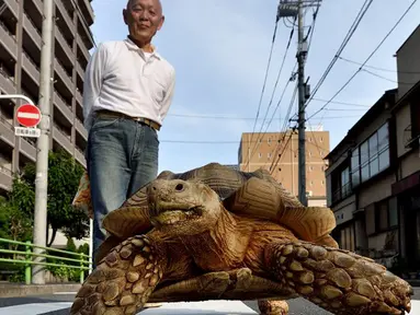 Seorang warga Tsukishima, Tokyo, Jepang memiliki binatang peliharaan yang tidak biasa, seekor kura-kura Afrika. Pemiliknya, Hisao Mitani mengaku telah memelihara kura-kura yang diberi nama Bon-chan itu  selama 19 tahun.  (AFP Photo/Kazuhiro Nogi)
