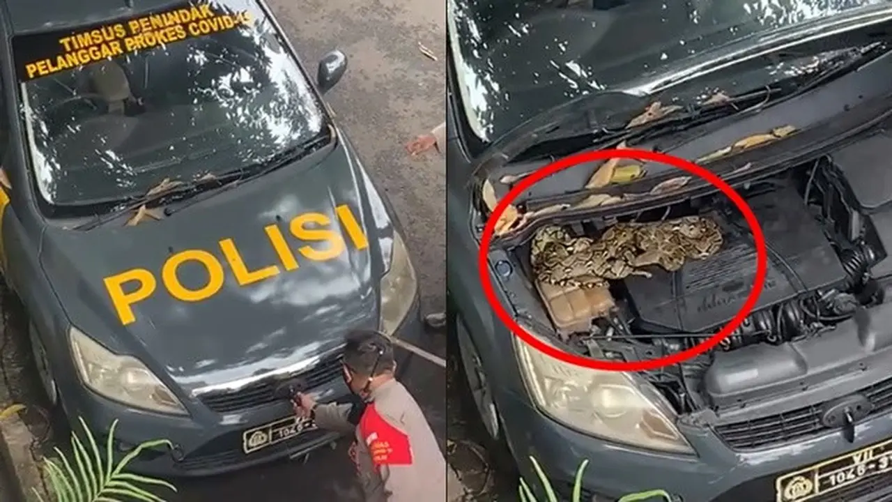 Viral, Video Evakuasi Ular Masuk Kap Mobil Polisi Ini Bikin Ngeri