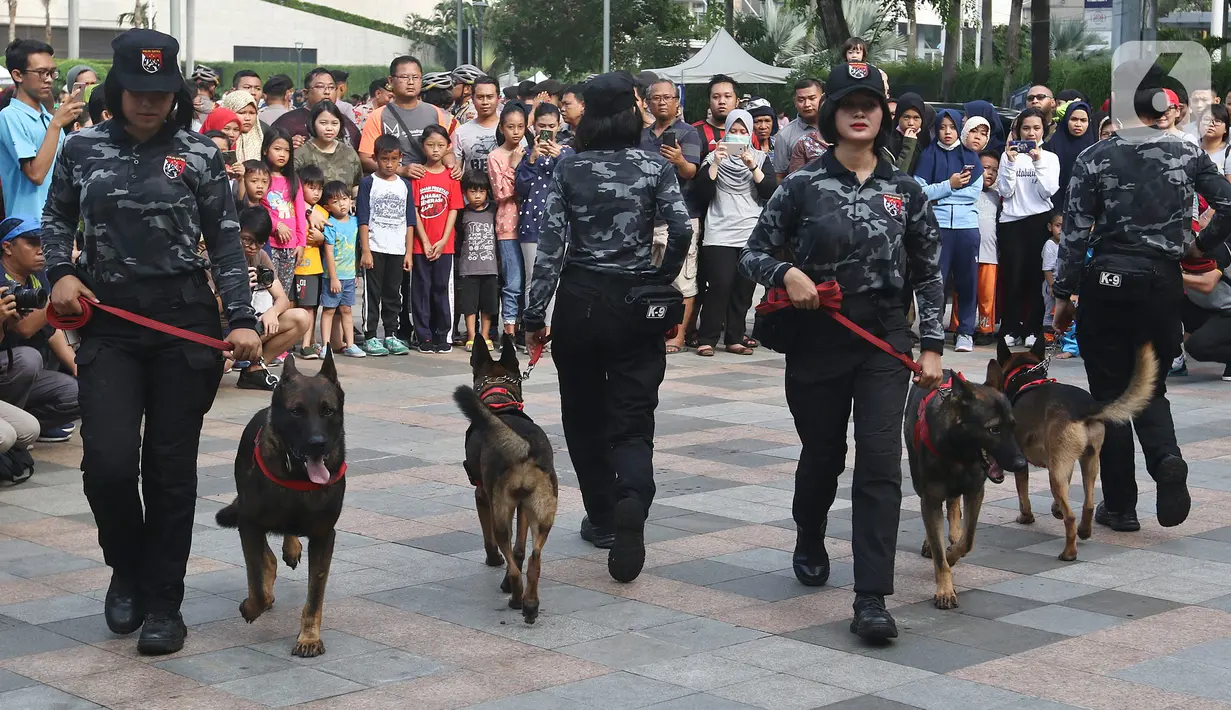 Detasemen pelacak kriminal umum dari unit K-9 Mabes Polri melakukan simulasi proteksi di tengah kegiatan car free day di kawasan Bundaran HI, Jakarta, Minggu (26/1/2020). Acara tersebut digelar untuk mensosialisasikan tugas unit K9 kepada masyarakat. (Liputan6.com/Johan Tallo)