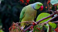 Funny bird jokes. (Photo: Sivakumar B/Pexels)