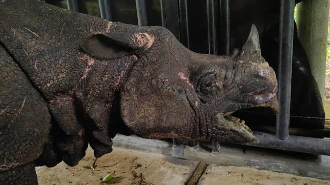 TNI di Balik Penyelamatan Badak Jawa Mustofa: Kisah Heroik dari Ujung Kulon