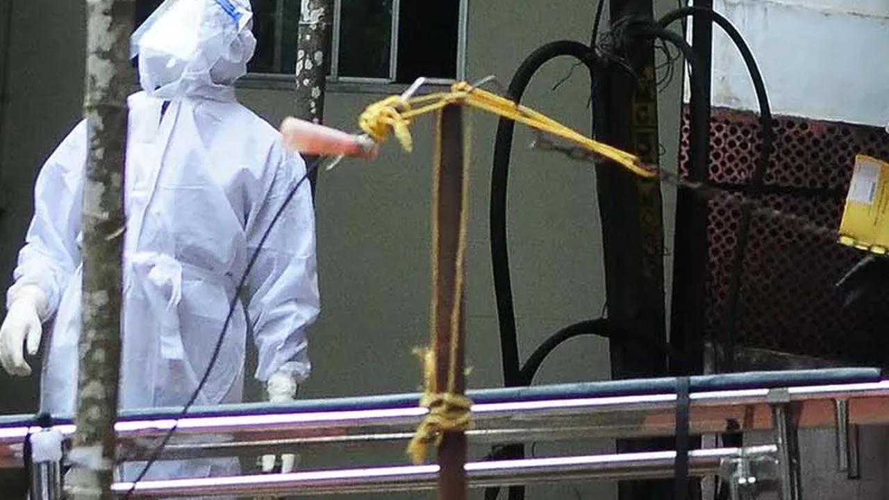 Heboh Virus Nipah, Kemenkes Petakan Wilayah Banyak Kelelawar