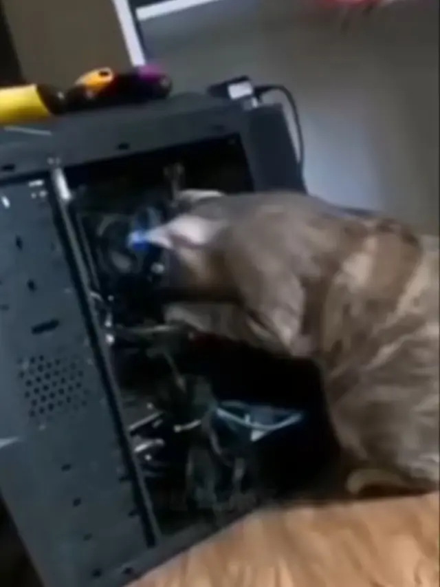 Tingkah Kucing Bermanfaat Bagi Manusia