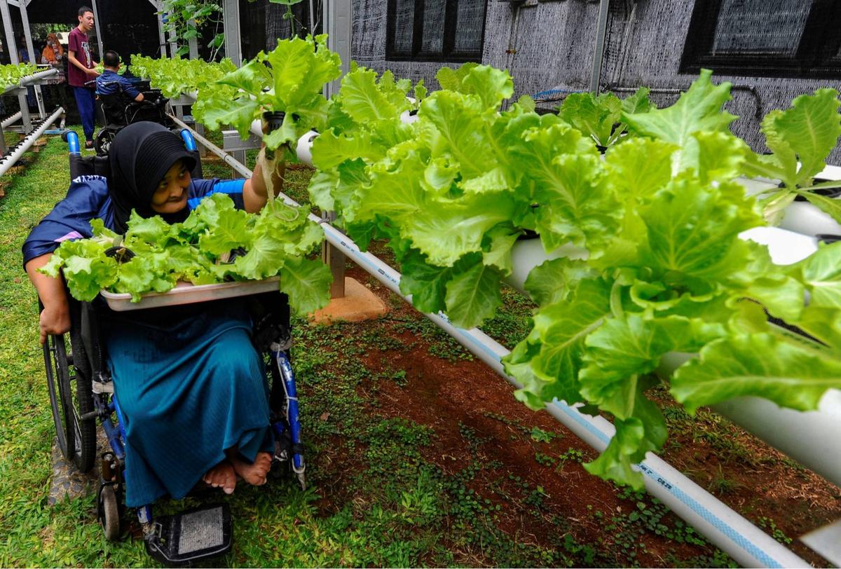 Murid difabel panen selada air di kebun hidroponik YPAC