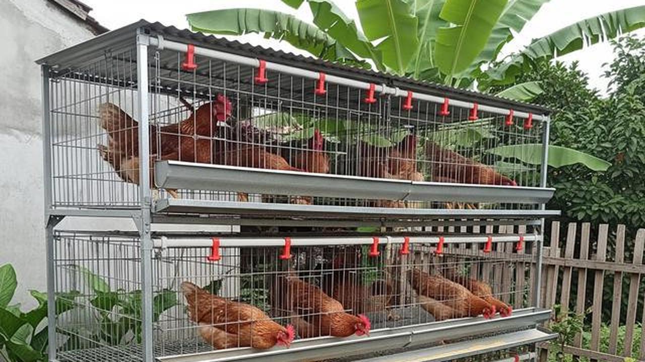 7 Cara Ternak Ayam Petelur Modal Rp1 Juta, Dari Bibit hingga Panen Sukses
